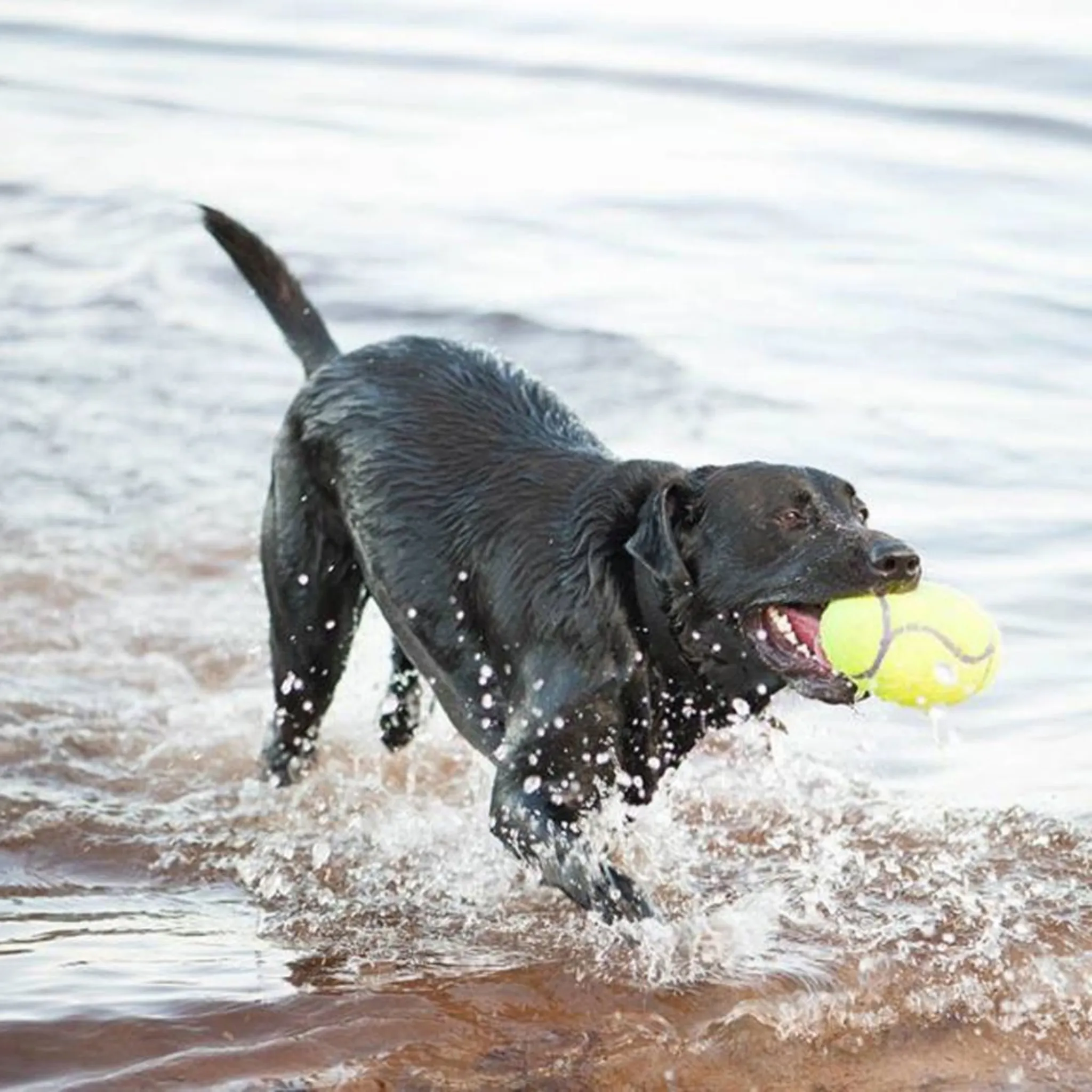 Kong Airdog Squeaker Football Yellow