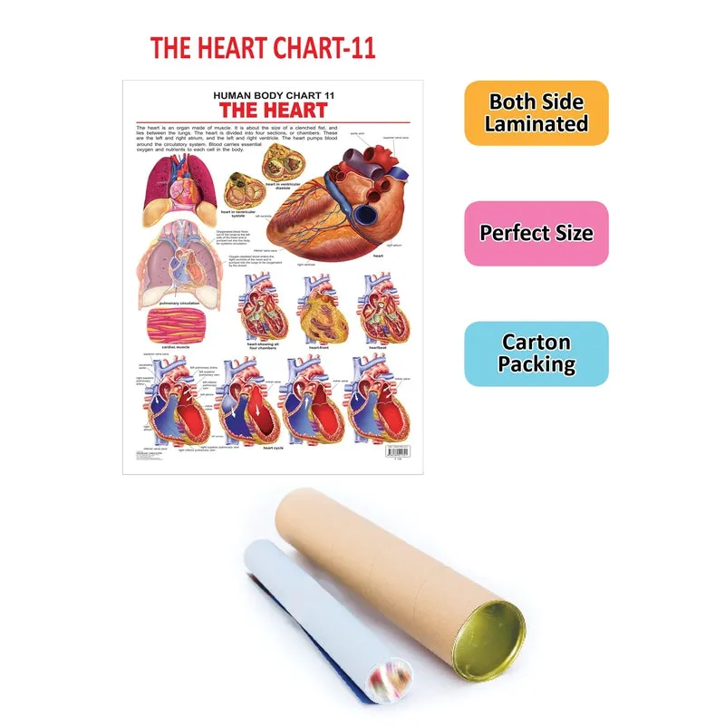 The Heart - Chart
